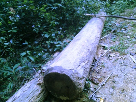 Những cánh rừng đang "đổ máu" - 8 Gỗ tròn nằm dọc lối vào rừng.