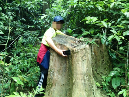 Những cánh rừng đang "đổ máu" - 6 Những cây cổ thụ chỉ còn trơ lại gốc.