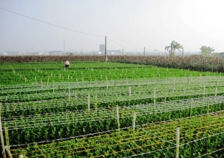 Sương muối là nỗi lo lắng đối với người trồng hoa.