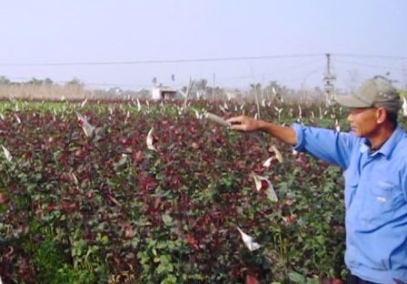 Nhiều ruộng hoa hồng nở muộn khiến nhiều hộ trồng hoa lo lắng.