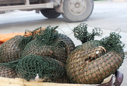 Phát hiện 7 cá thể tê tê trên xe tải.