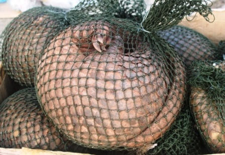 Những cá thể tê tê này vẫn còn sống.