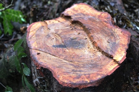 Nhiều cây có đường kính gốc khoảng 90cm.