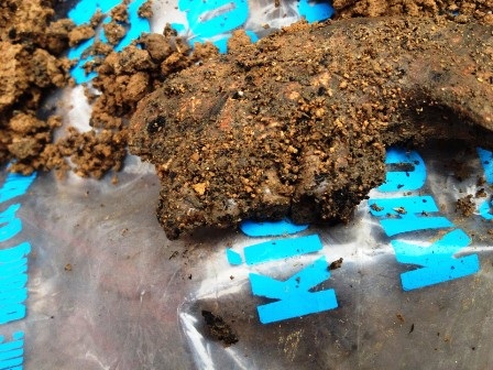 Xương được phát hiện đã mục và không còn rõ hình thù.