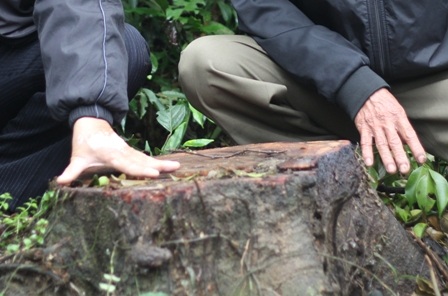 Nhiều cây có đường kính gốc khoảng 90cm.