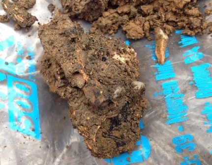 Xương được phát hiện đã mục và không còn rõ hình thù.