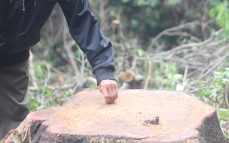 Việc những cây lim trong khu bảo tồn bị chặt hạ khiến người dân bưc xúc.