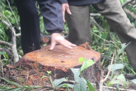 Những gì còn sót lại sau khi cây lim bị đốn hạ.