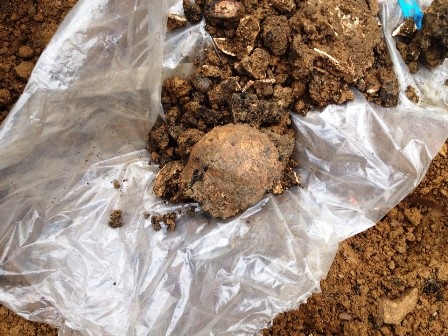 Hình giống hộp sọ.