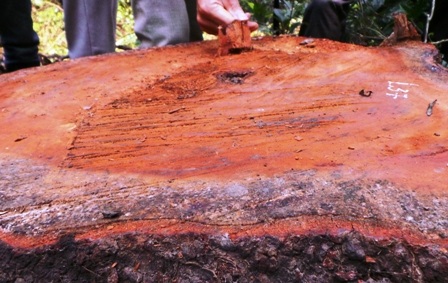 Lim xanh đã bị tỉa thưa trong Khu bảo tồn thiên nhiên.