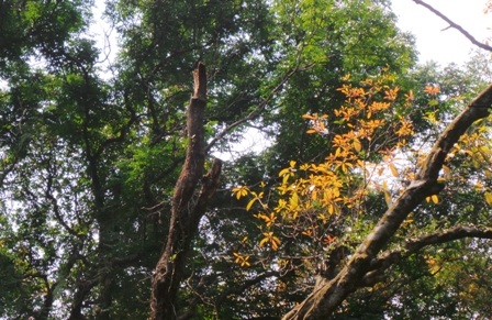 Cành sến mật bị gãy do việc tỉa thưa lim.