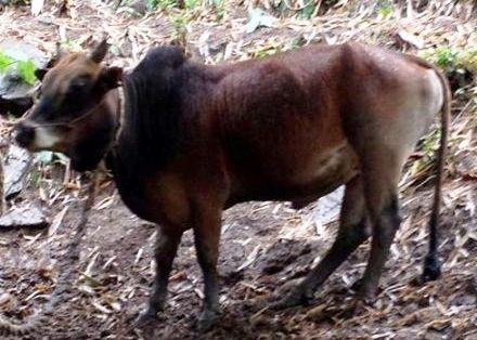 Hi hữu vụ việc đề nghị giám định ADN cho bò - 1 Con bò tranh chấp giữa 2 gia đình.