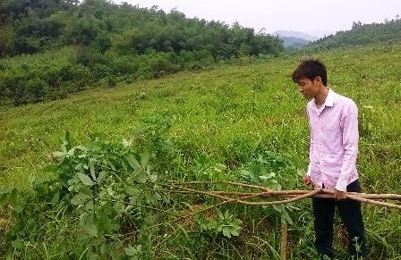 Vườn cao su hàng nghìn cây tiếp tục bị chặt phá - 1 Gần 2.000 cây cao su của gia đình ông Tâm bị chặt phá.