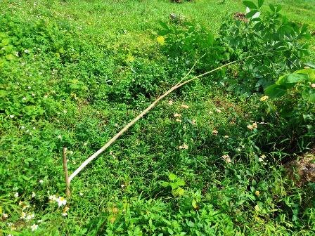 Vườn cao su hàng nghìn cây tiếp tục bị chặt phá - 2 Những cây cao su mới bị chặt.