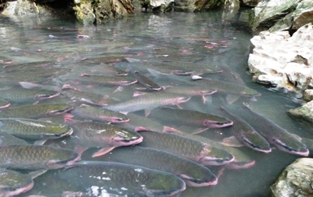 Suối cá Cẩm Lương là một điểm đến hấp dẫn của du lịch Thanh Hóa.