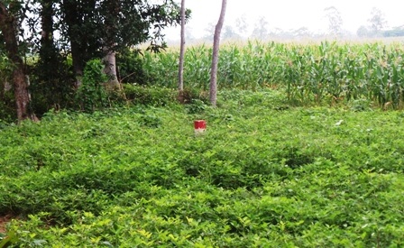 Theo người dân thì nhiều cọc mốc đã bị dịch chuyển mà họ không được thông báo.