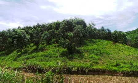 Khu đất gia đình chị Thắm được cấp quyền sử dụng nhưng đang bị lấn chiếm.