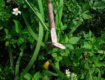 Vườn cao su hàng nghìn cây tiếp tục bị chặt phá - 3 Những cây cao su mới bị chặt.