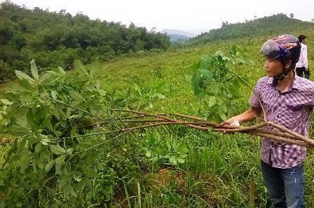 Vườn cao su hàng nghìn cây tiếp tục bị chặt phá - 4 Gia đình ông Tâm đã gửi đơn cầu cứu đến các ngành chức năng đề nghị làm rõ.