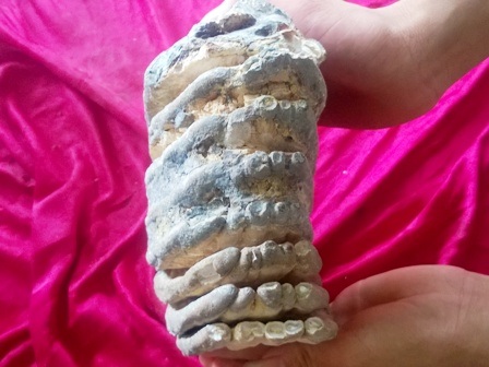 Phát hiện hàm răng hóa thạch nghi của voi ma mút - 2 Vẻ ngoài rất giống một hàm răng khổng lồ