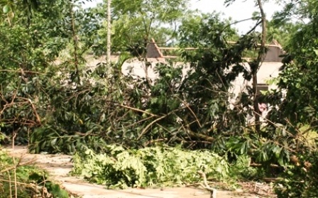 Nhiều cây cối, hoa màu bị gãy đổ.