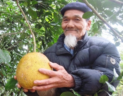 Ông Nguyễn Văn Khảm, người trồng và lưu giữ giống bưởi đỏ tiến vua ở Thọ Xuân, Thanh Hóa.