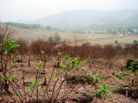 Rừng đào rộng gần chục ha của gia đình ông Chiêm ở xã Phúc Đường, huyện Như Thanh.