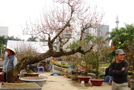 Cây đào Nhật Tân được rao bán gần 20 triệu.