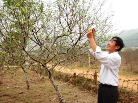  Ông Chiêm đang chăm sóc cho lứa đào sẽ bán vào Tết nguyên đán năm nay.