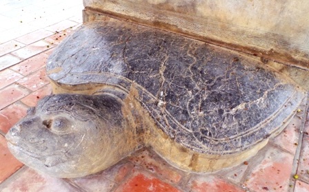 Rùa đá tại bia Quang thục Hoàng thái hậu Ngô Thị Ngọc Giao.