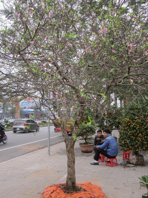 Đào có cả hoa, nụ và lộc.