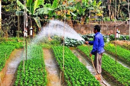  Người dân chăm sóc cho hoa.