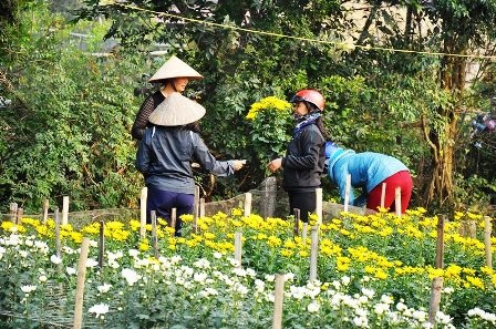 Nhiều khách đã đến mua hoa cho ngày 23 tháng Chạp.