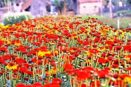  Những ruộng hoa khoe sắc rực rỡ chào xuân mới.