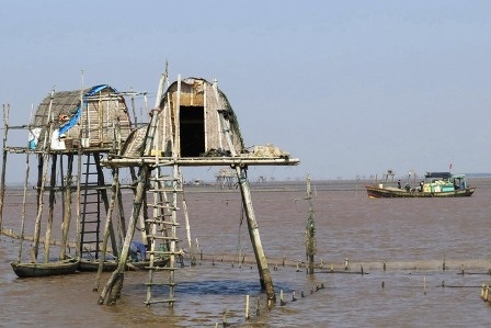 Khu vực khai thác ngao trên huyện biển Thái Bình.