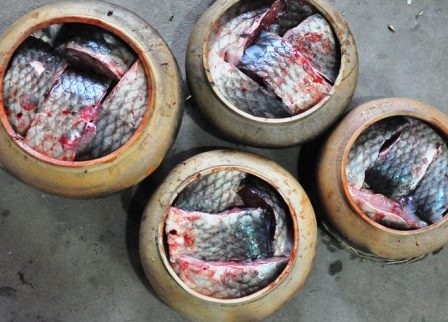 Xếp cá vào niêu được đã được luộc qua để đảm bảo chất lượng,