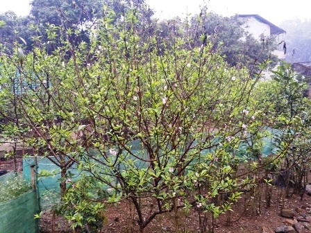 Phía sau những cây hoa đào bung nở, là những mảnh đời bất hạnh.