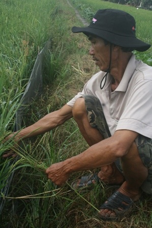 Giăng bao ni lông xung quanh ruộng lúa để chuột không xâm nhập, cắn phá