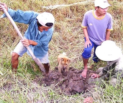 Nông dân săn bắt chuột để bảo vệ mùa màng