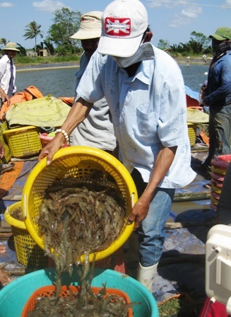 Năm nay, kim ngạch xuất khẩu thuỷ sản có thể đạt 7 tỷ USD - 2 Con tôm đóng góp hơn 50% tổng kim ngạch xuất khẩu thuỷ sản của cả nước