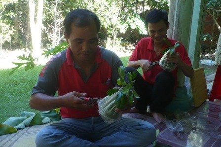 Quà Tết "siêu độc": Mục sở thị cách tạo hình bưởi bàn tay Phật - 4 Nông dân Hậu Giang thu hoạch lứa bưởi tay Phật đầu tiên