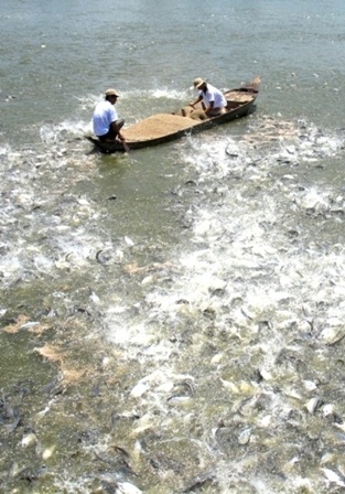 Nghề nuôi cá tra đã dần được khôi phục