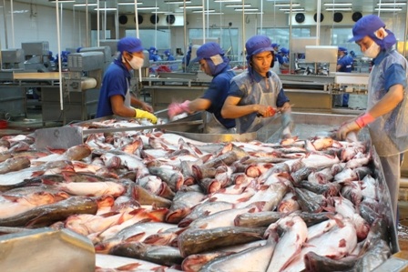 Xuất khẩu cá tra dần được phục hồi