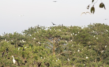 Hàng vạn con cò về khu vườn trú ngụ mỗi buổi chiều