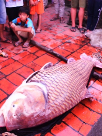 Con cá hô bán được hơn 162 triệu đồng