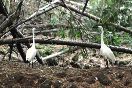 Những con cò đủng đỉnh đi lòng vòng trong khu vườn