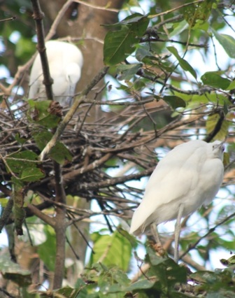 Đàn cò thong thả làm tổ, nghỉ ngơi trên cành cây