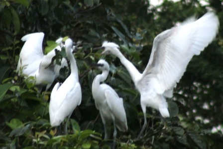 Ngoài cò thì họ nhà còng cọc, bìm bịp cũng về khu vườn trú ngụ