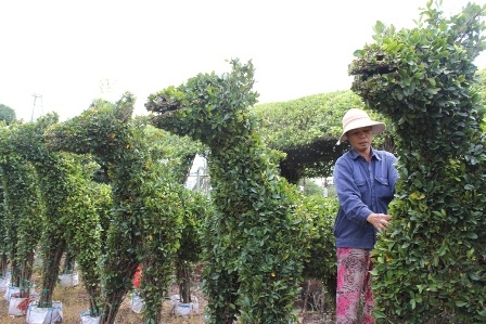 Nghệ nhân ở làng hoa, kiểng Chợ Lách tạo dáng thành hình con vật theo ý muốn