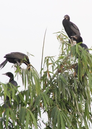 Ngoài cò thì họ nhà còng cọc, bìm bịp cũng về khu vườn trú ngụ